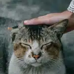 Chat au repos avec les yeux mi-clos, montrant les signes d'un ronronnement de bien-être et de détente