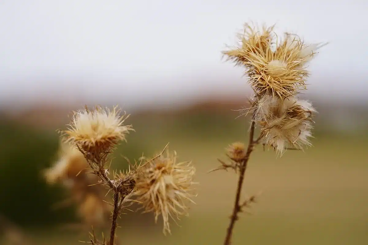 Champ de maïs stressé par la sécheresse avec feuilles desséchées