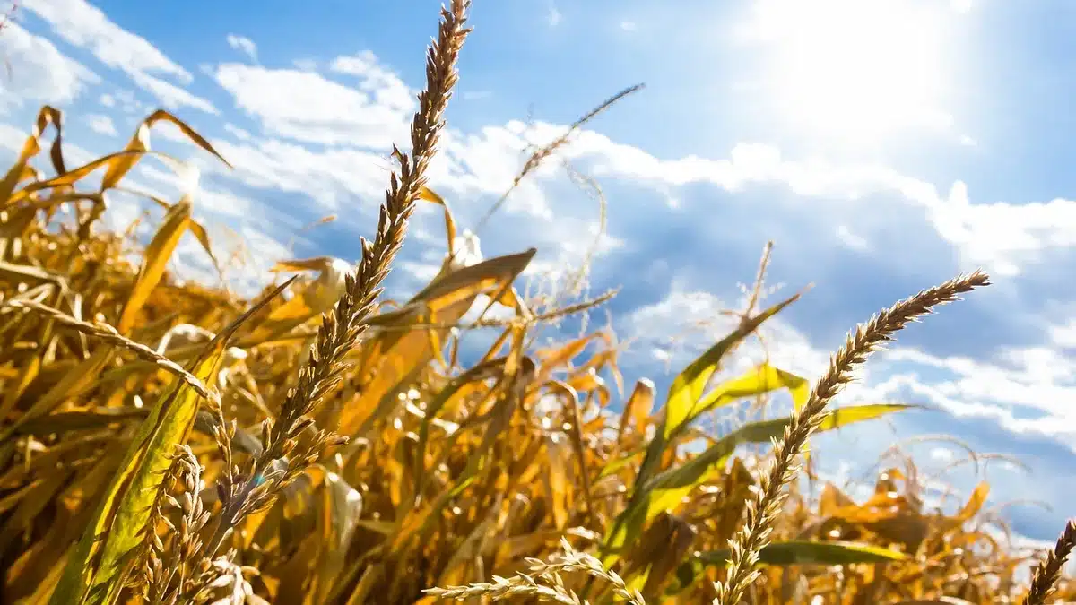 Champ asséché avec pivot d'irrigation sous forte chaleur