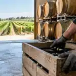 Vins de Bordeaux : nouvelle fourchette tarifaire pour stabiliser les prix du vrac dès cet automne